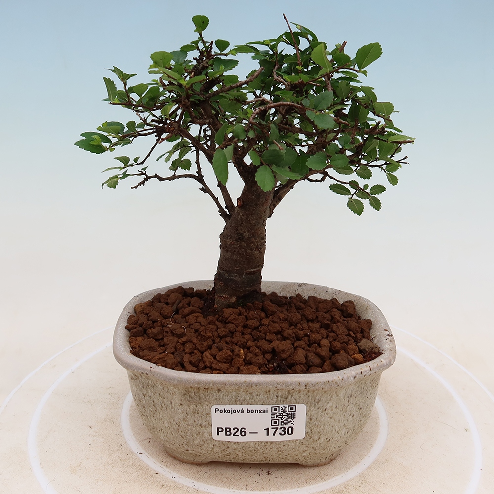 Pokój bonsai - Ulmus parvifolia - Wiąz drobnolistny
