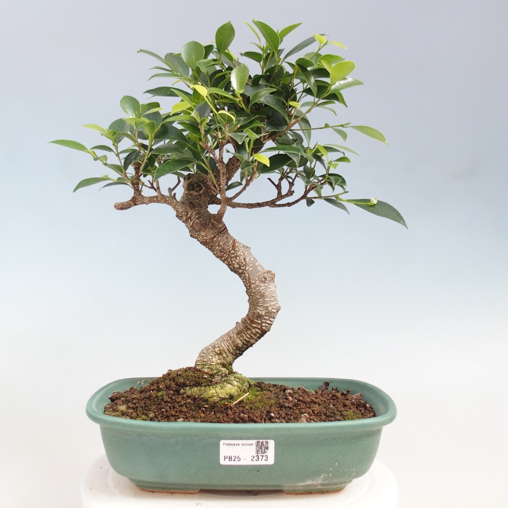 Kryty bonsai - kimono Ficus - figowiec drobnolistny