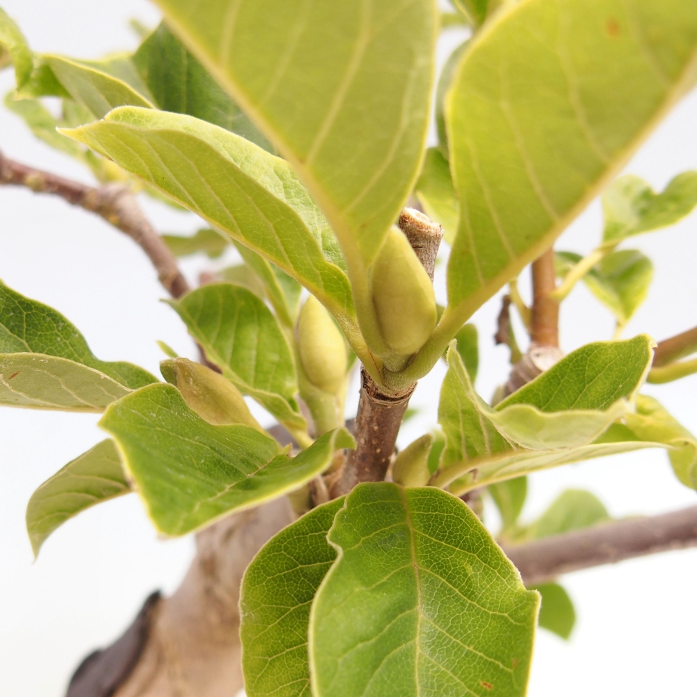 Bonsai zewnętrzne - Magnolia Gold Star - Magnolia