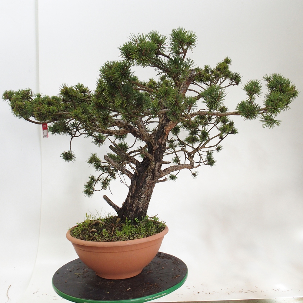 Yamadori - Pinus sylvestris Hiszpania