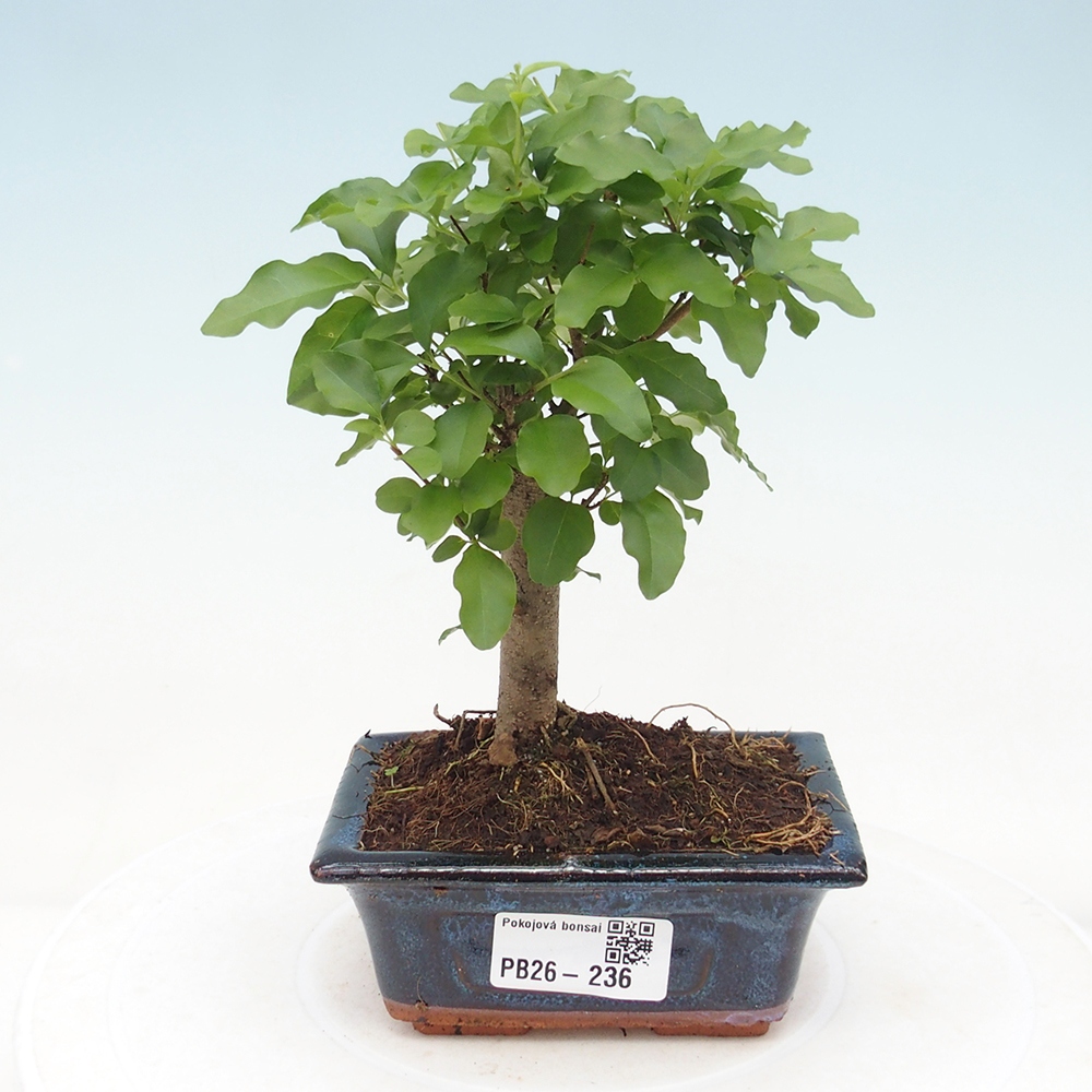 Pokój bonsai - Ligustrum chinensis - Dziób ptaka