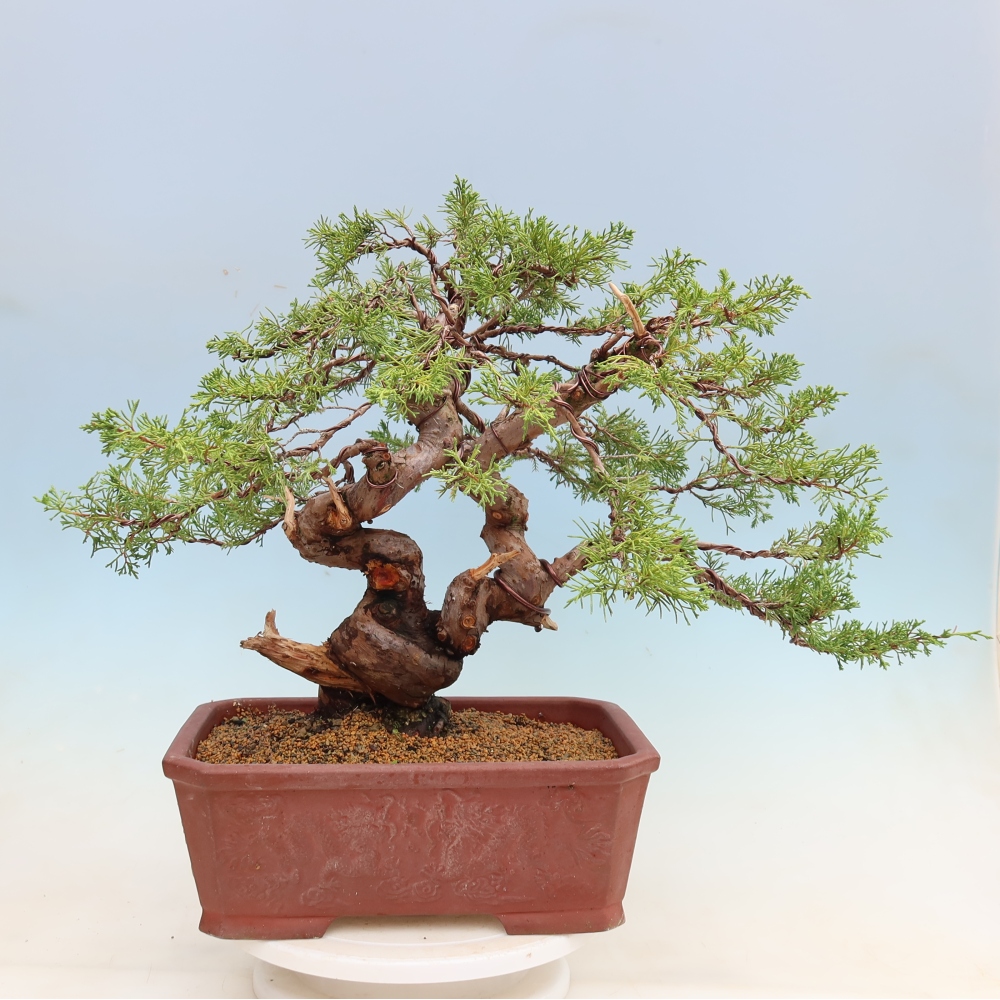 Bonsai ogrodowe – Juniperus chinensis Itoigawa – jałowiec chiński