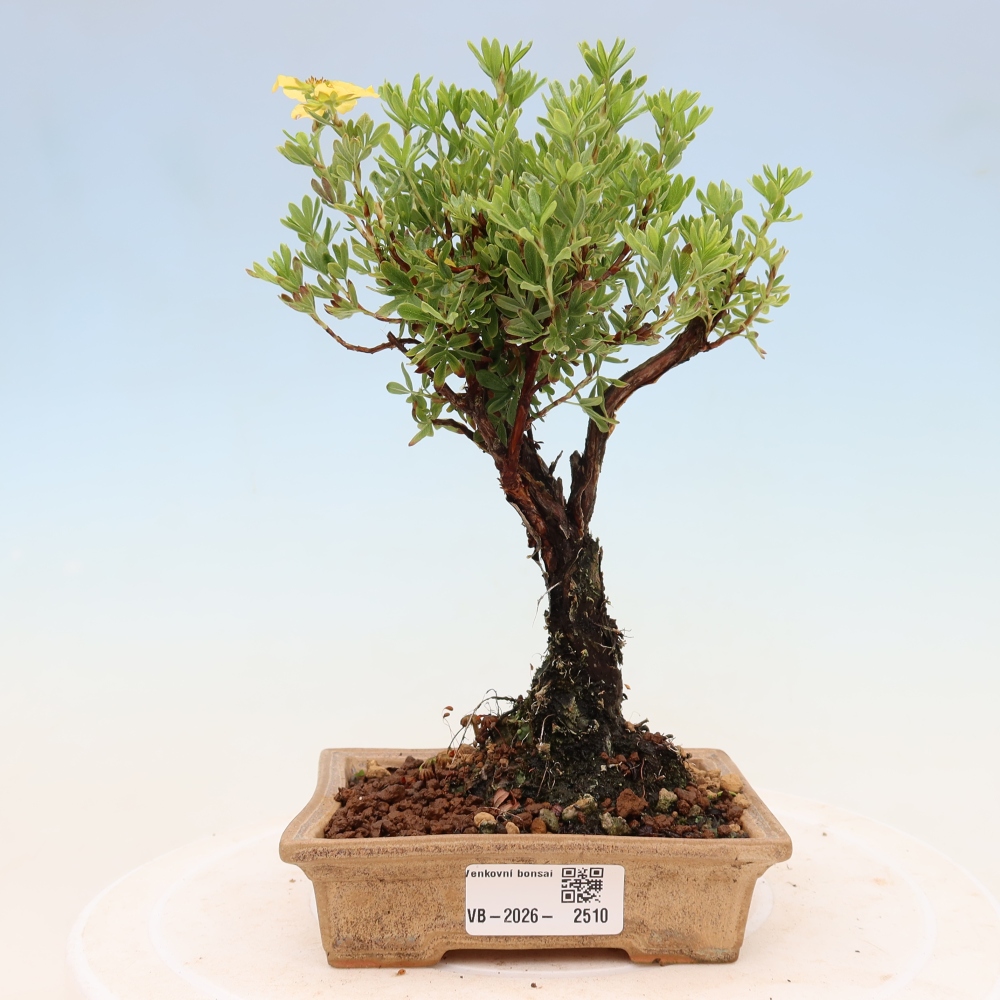 Bonsai zewnętrzne - Potentila fruticosa