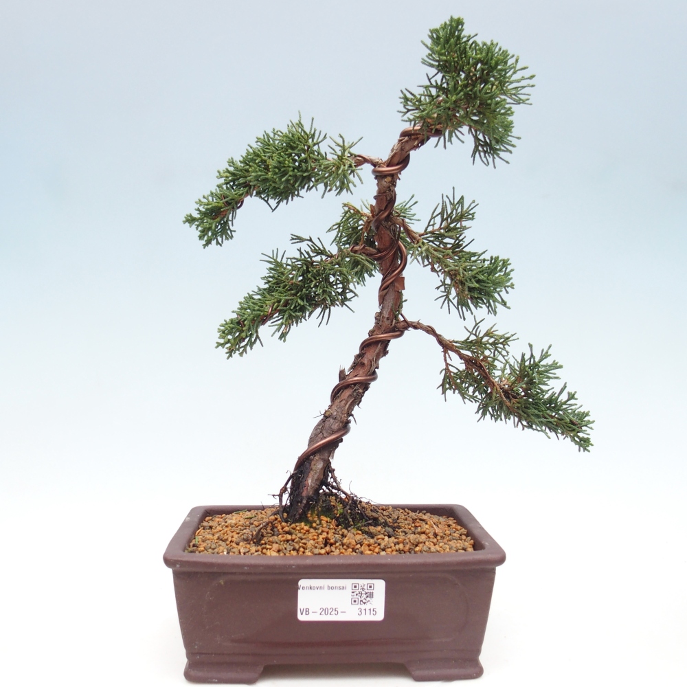 Bonsai zewnętrzne - Juniperus chinensis Kishu - Jałowiec chiński