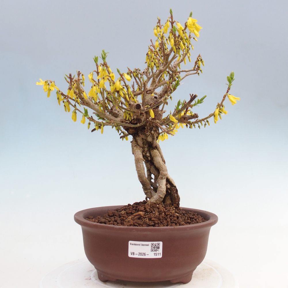 Outdoor bonsai - Zlatice - Forsycja koreańska