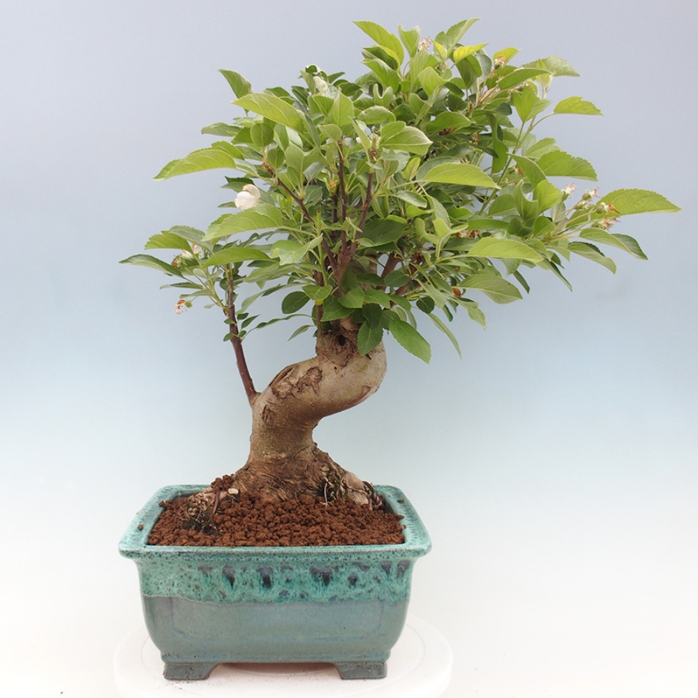 Bonsai plenerowe - Malus Halliana - Jabłoń drobnoowocowa