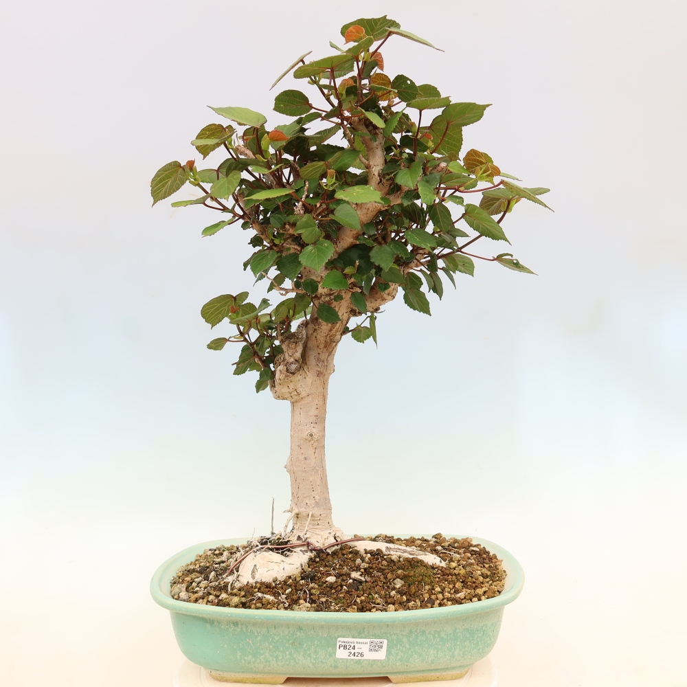 Bonsai domowe - Hibiscus tiliaceus - Hibiskus morski