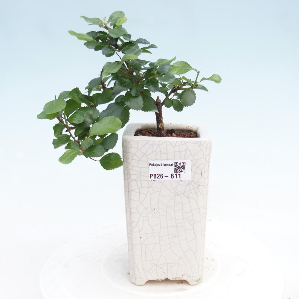 Indoor bonsai - Grewia occidentalis - Lawendowa rozgwiazda