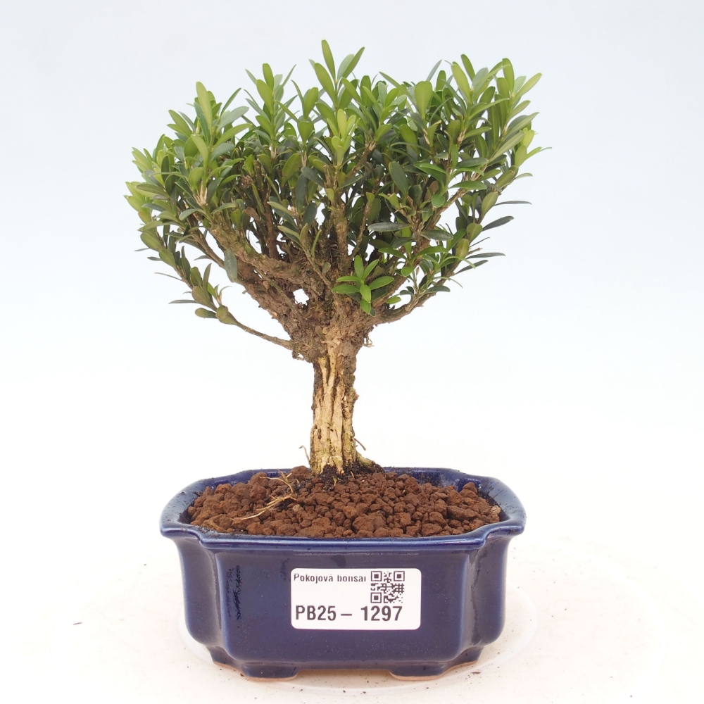 Bonsai pokojowe - Buxus harlandii - buxus korkowy