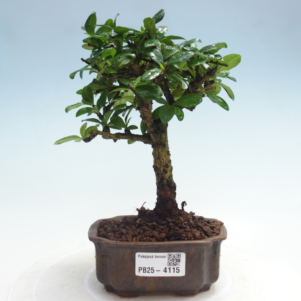 Bonsai wewnętrzne - Carmona makrophylla - Herbata Fuki