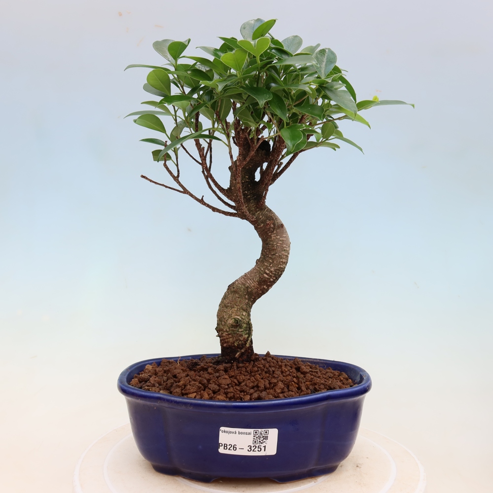 Pokój bonsai - Ficus kimmen - figowiec drobnolistny