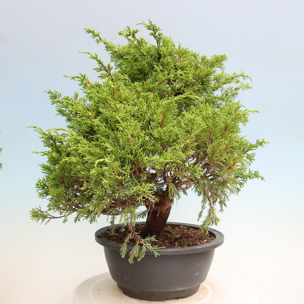 Bonsai ogrodowe – Juniperus chinensis Itoigawa – jałowiec chiński