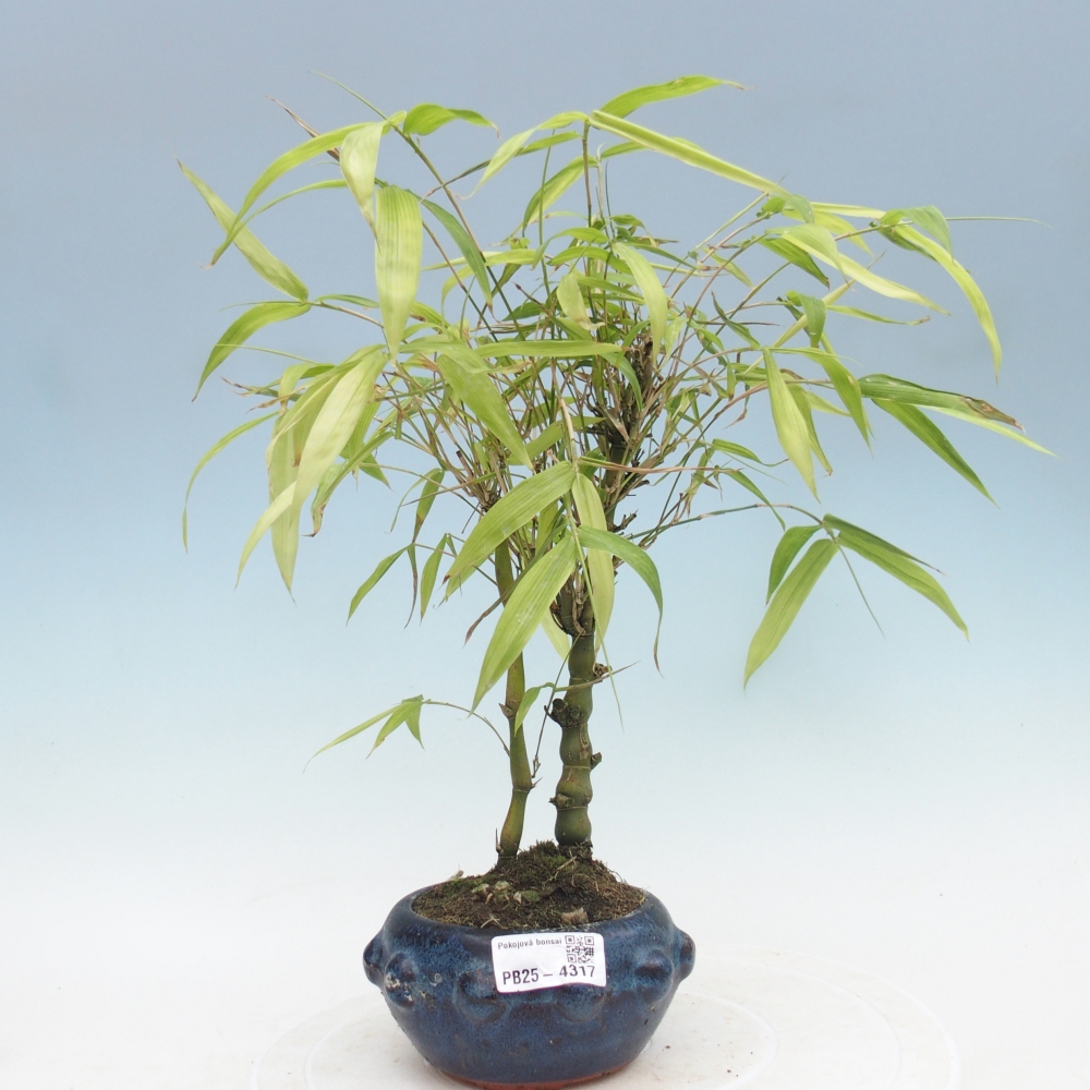 Room bonsai - Bamboo budha - Bamboo budha belly