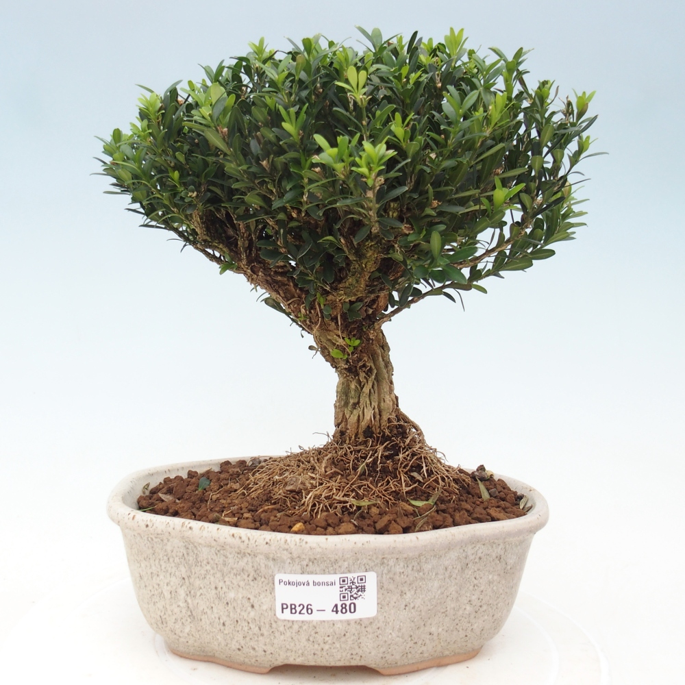 Pokój bonsai - Buxus harlandii - buxus korkowy