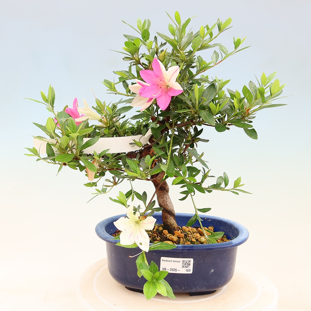 Bonsai zewnętrzne - Azalia japońska - Azalia Hand