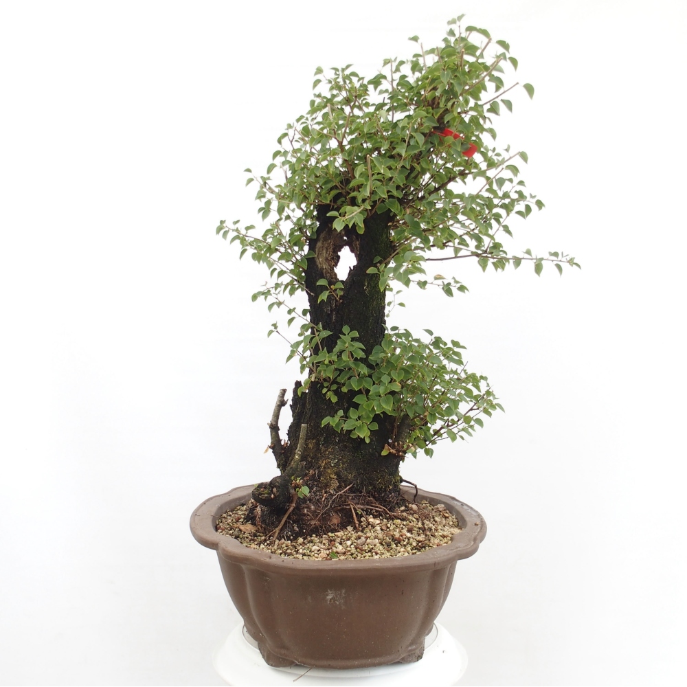 Bonsai na zewnątrz - Mahalebka - Prunus mahaleb