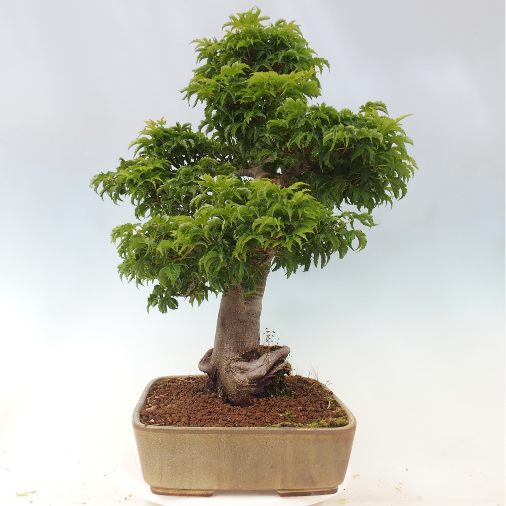 Outdoor bonsai - palma jaworowa Acer palmatum Shishigashira