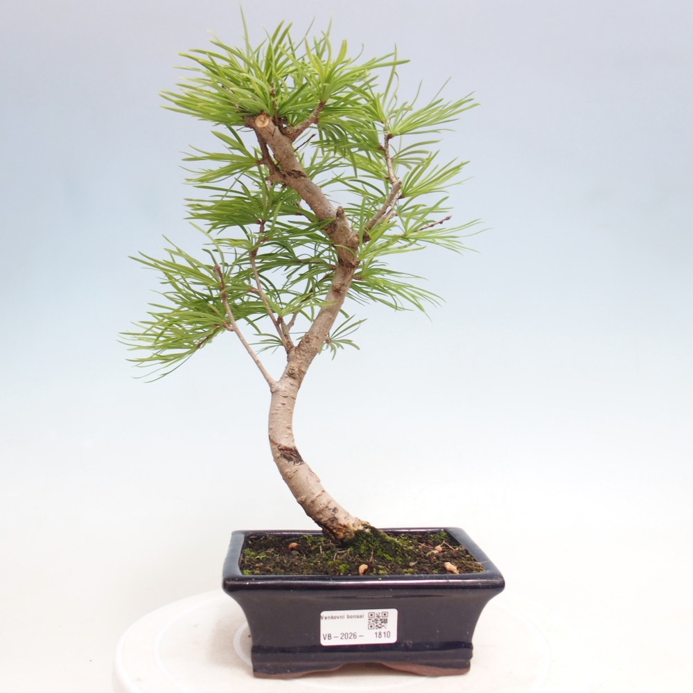 Bonsai zewnętrzne - Pseudolarix amabis-Pseudolarix amabis