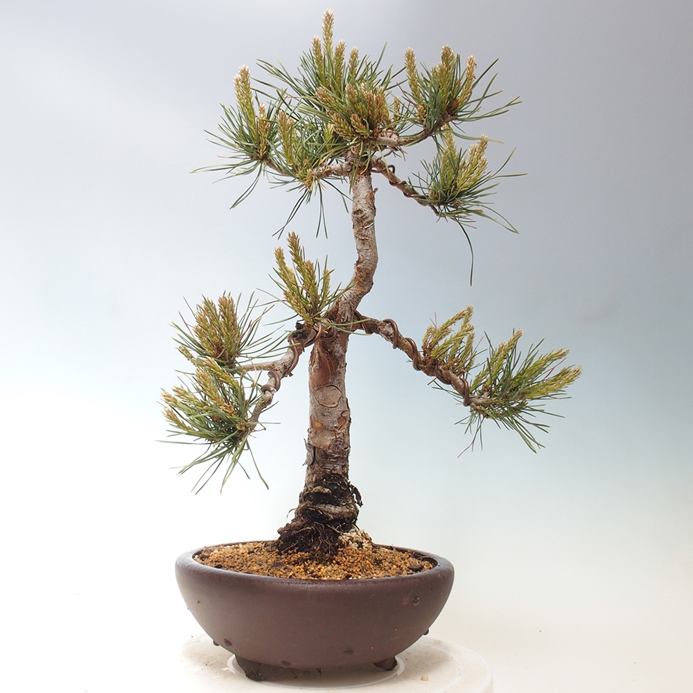 Outdoor bonsai - Pinus Sylvestris - sosna zwyczajna