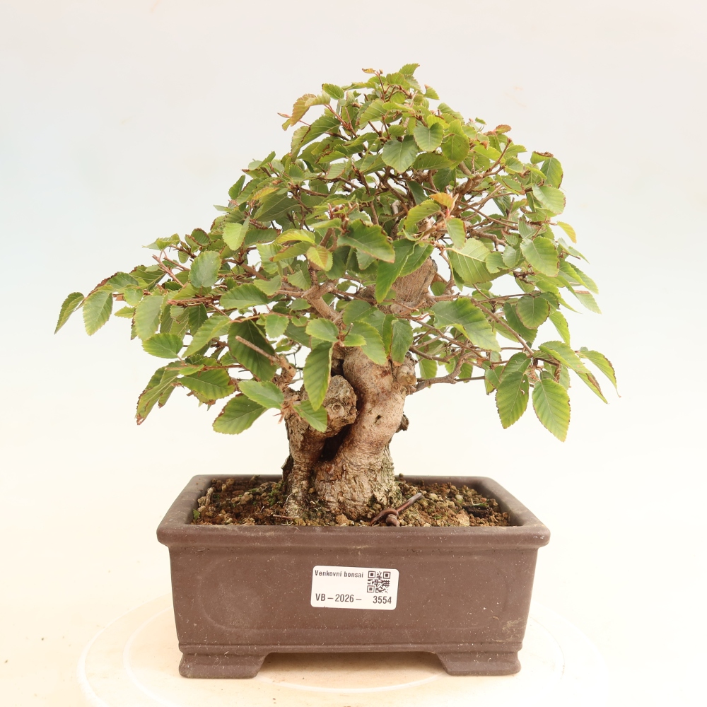 Outdoor bonsai - Carpinus CARPINOIDES - grab koreański