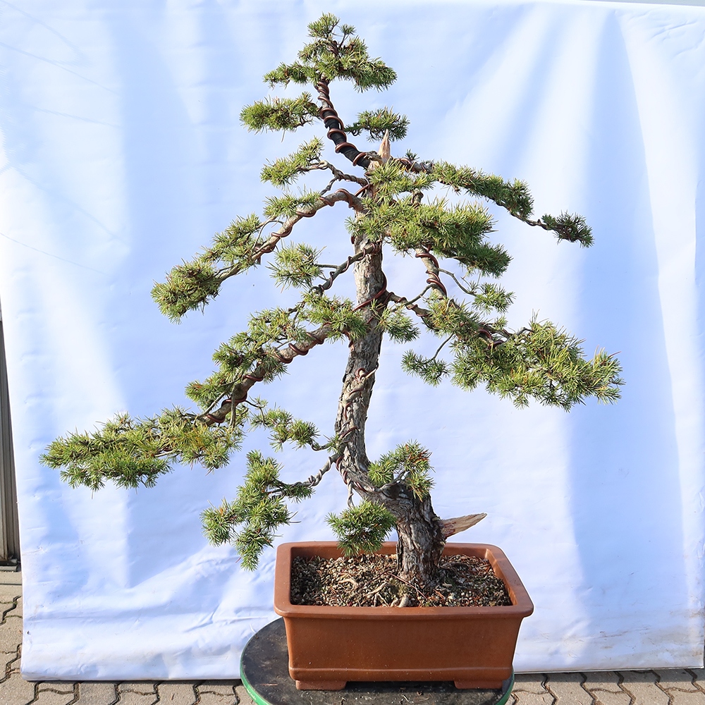Pinus sylvestris Hiszpania – sosna zwyczajna