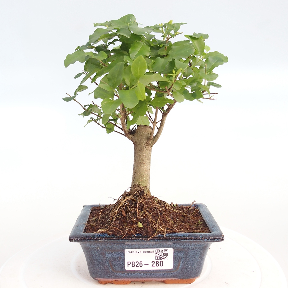 Pokój bonsai - Ligustrum chinensis - Dziób ptaka