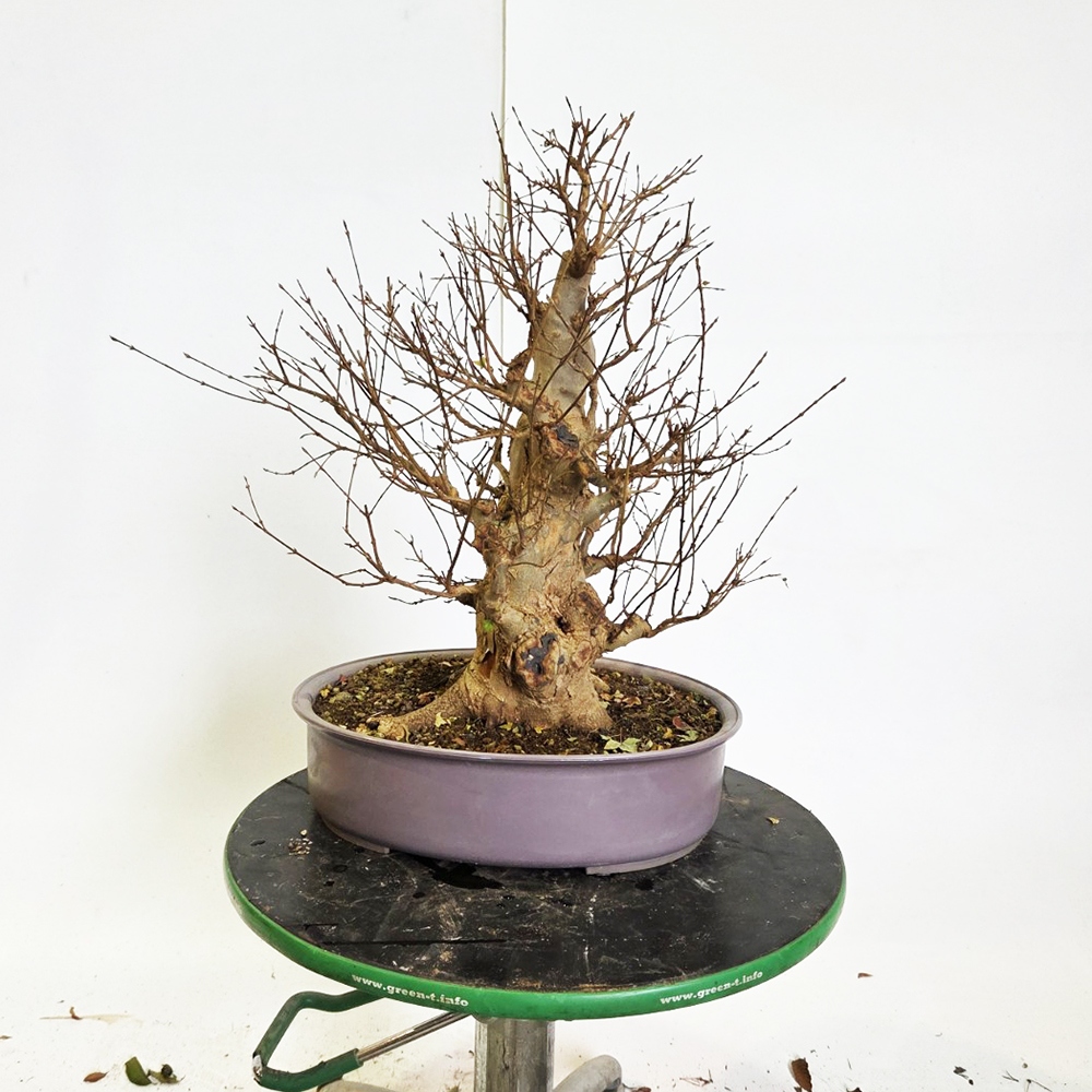 Klon bonsai na zewnątrz - Acer Burgeriana