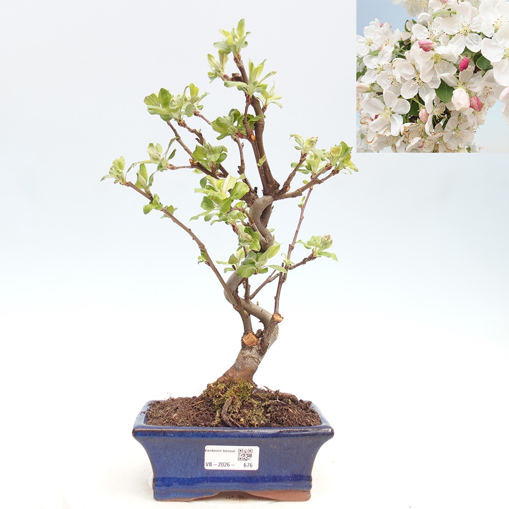 Outdoor bonsai - Malus halliana - Jabłoń drobnoowocowa