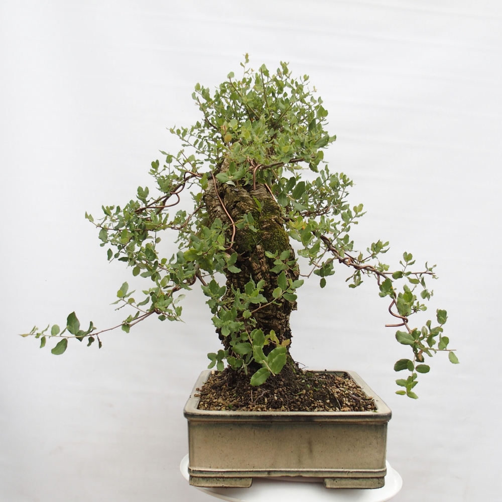 Bonsai zewnętrzne Quercus suber