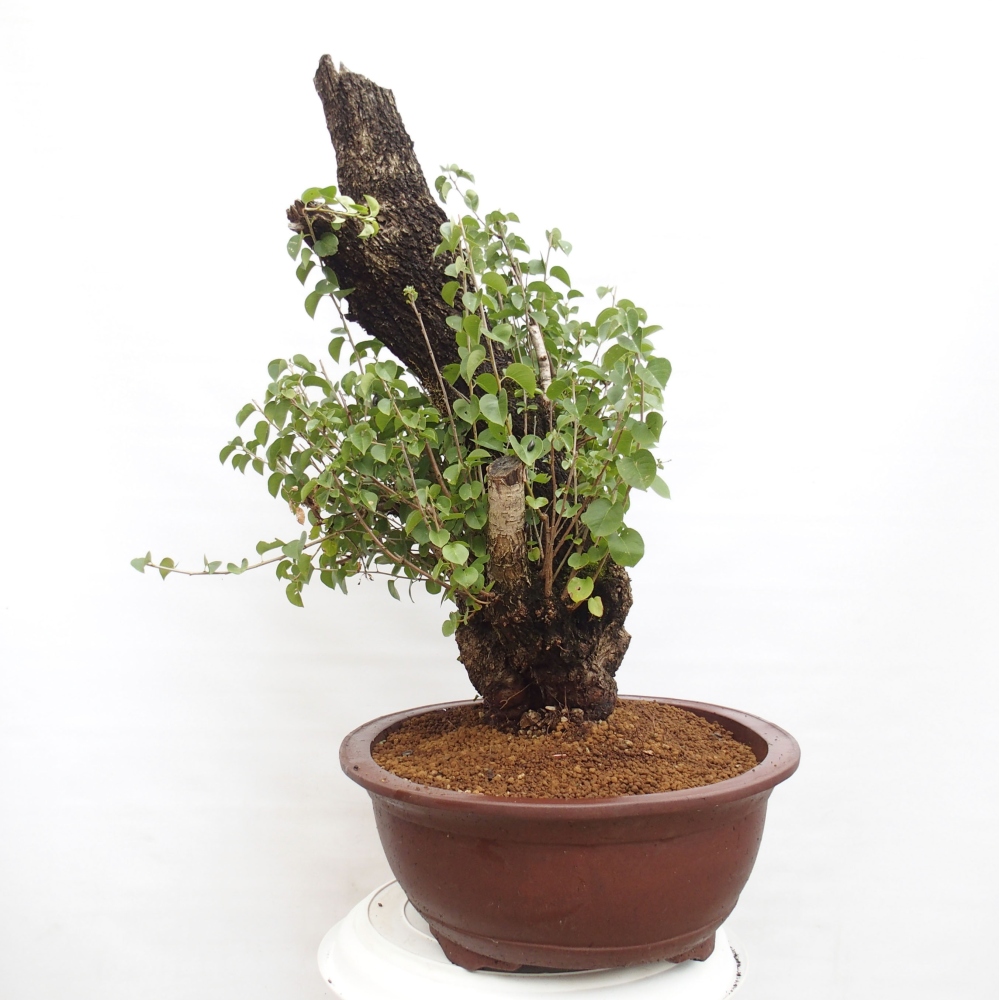 Bonsai na zewnątrz - Mahalebka - Prunus mahaleb