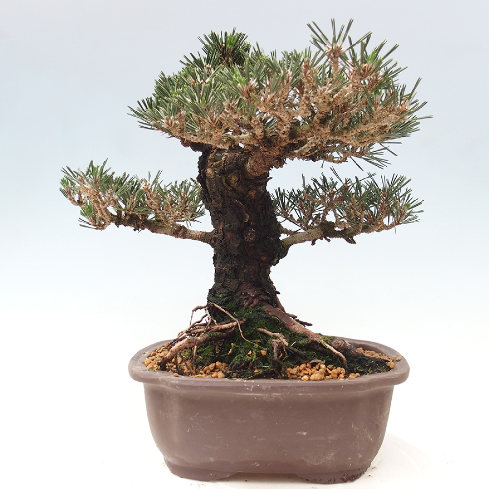Outdoor bonsai - Pinus thunbergii Kotobuki - Sosna Thunberga