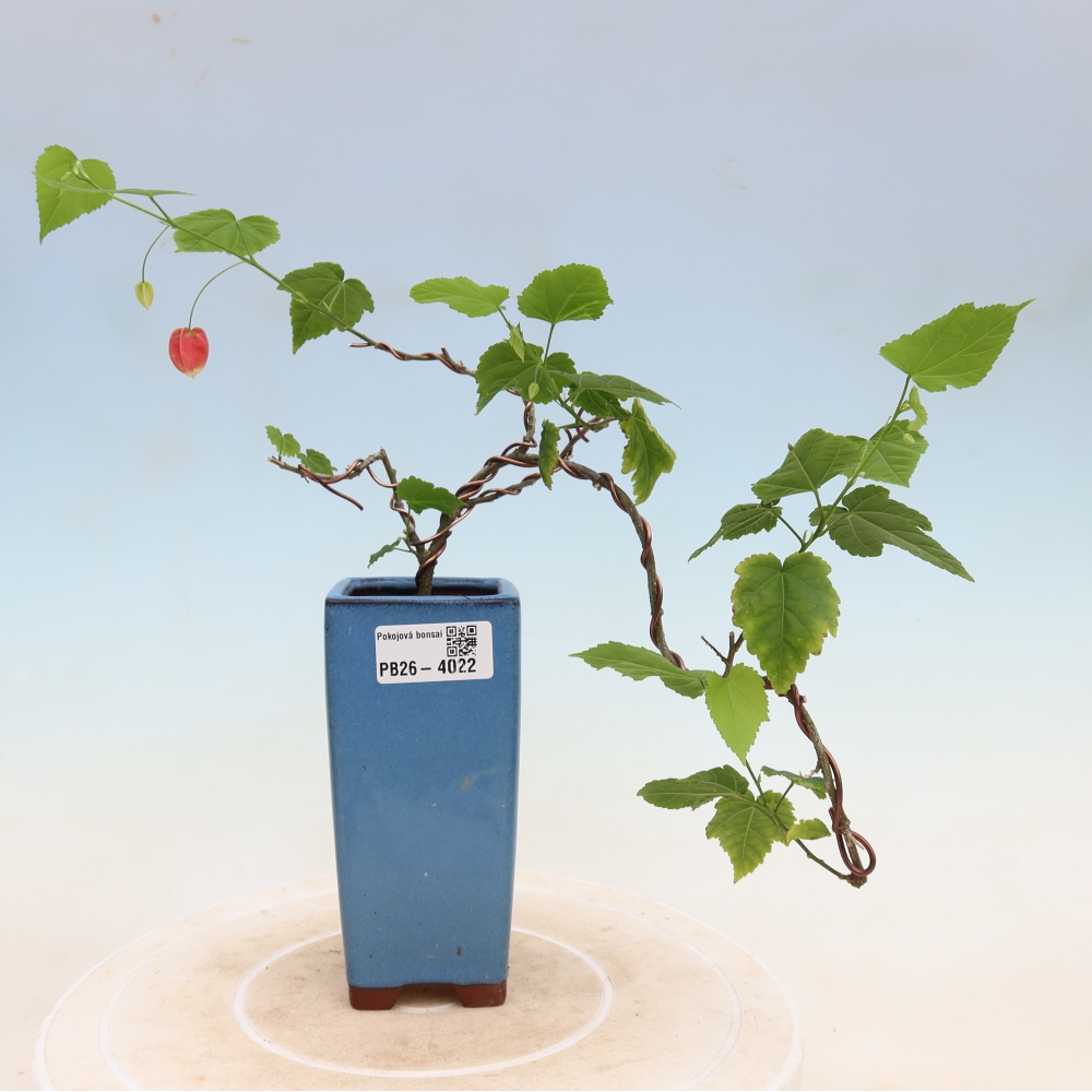 Bonsai domowe - Abutilon Big Bell - Cloudberry