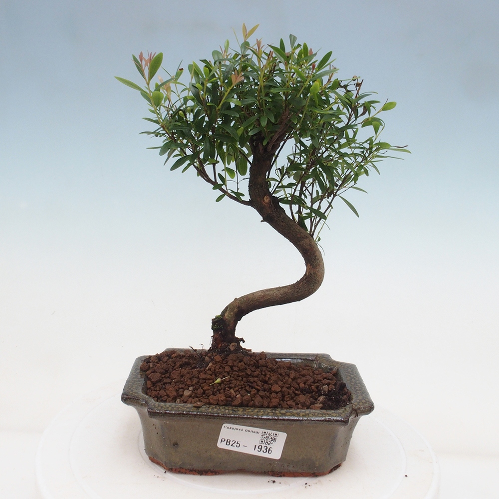 Pokój bonsai - Syzygium - Pimentovník