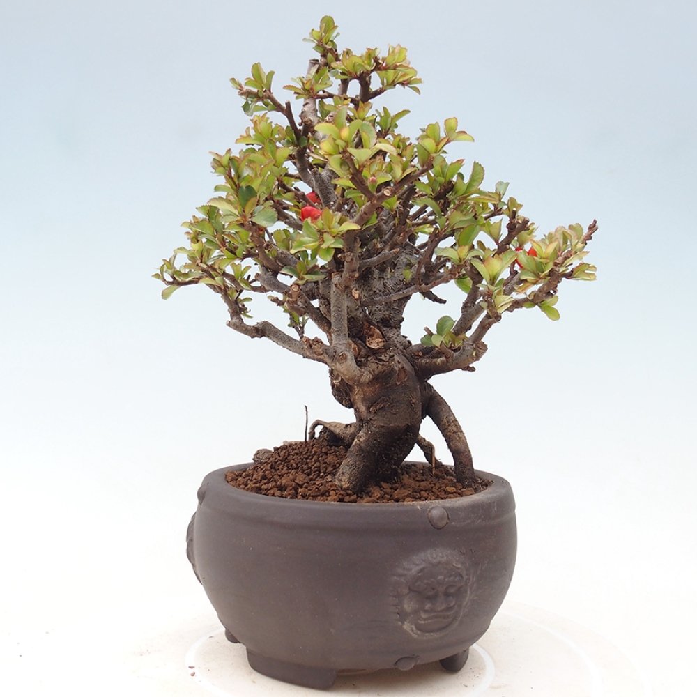 Bonsai zewnętrzne - Chaneomeles speciosa - Pigwa