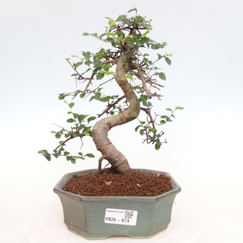 Pokój bonsai - Ulmus parvifolia - Wiąz drobnolistny