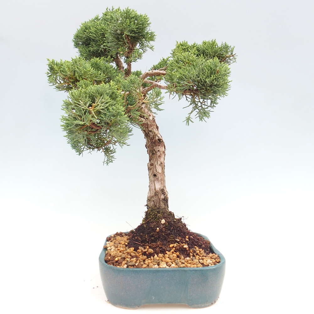 Bonsai plenerowe - Juniperus chinensis  - chiński jałowiec 