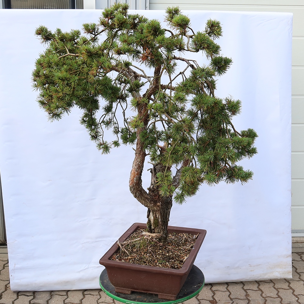 Pinus sylvestris Hiszpania – sosna zwyczajna