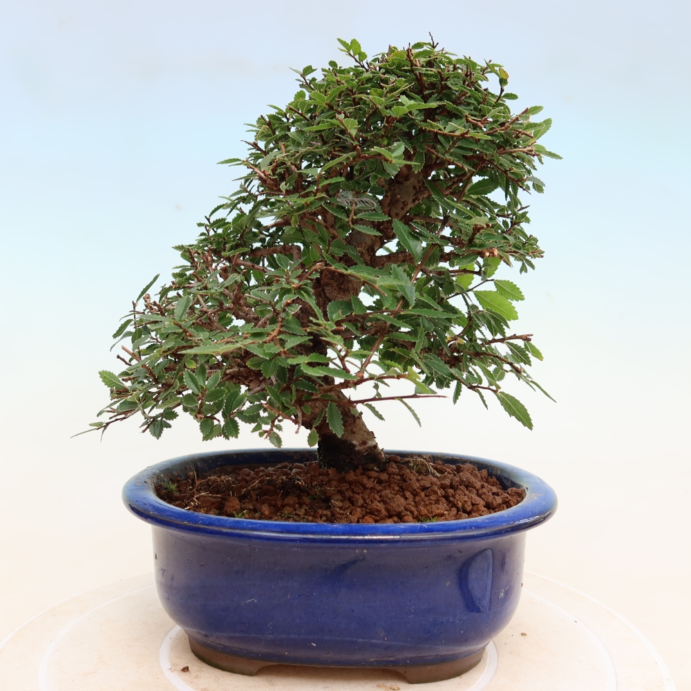 Bonsai zewnętrzne - Zelkova - Zelkova NIRE