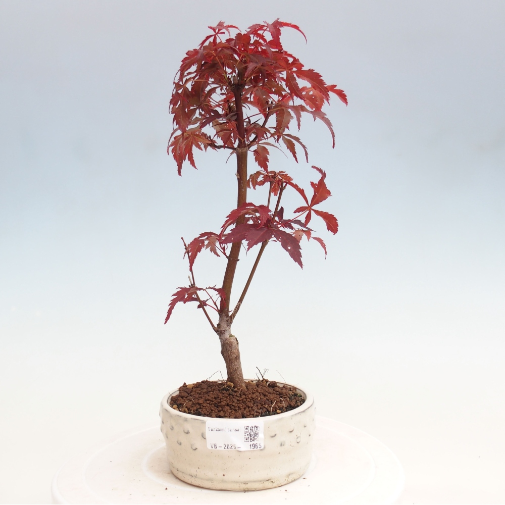 Bonsai zewnętrzne - palma Acer. Klon Atropurpureum-Palmleaf