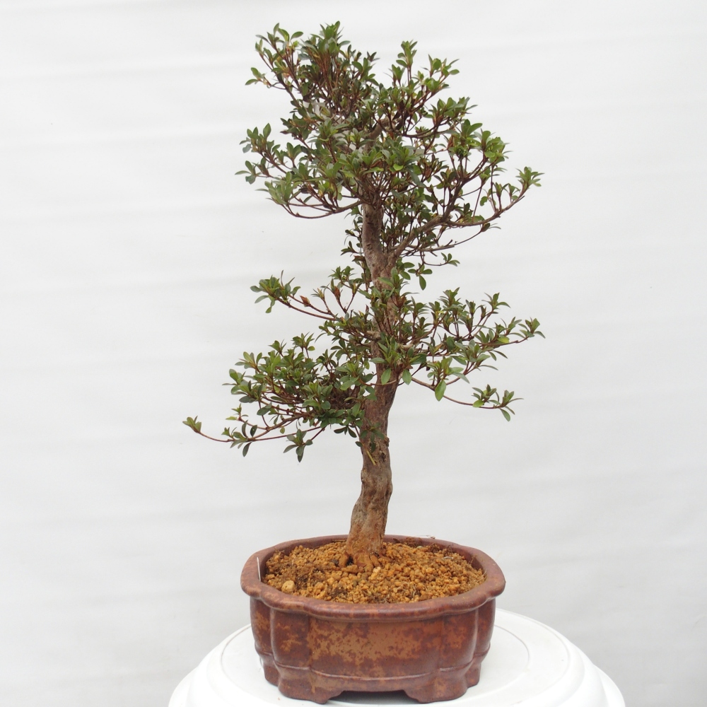 Bonsai zewnętrzne - Azalia japońska - Azalia Hanatsuzuri