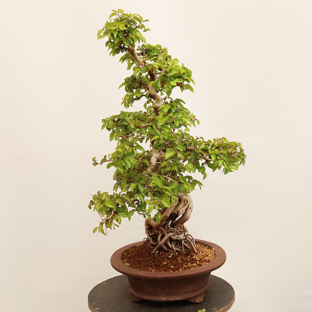 Bonsai plenerowe - Carpinus Coreana - grab koreański