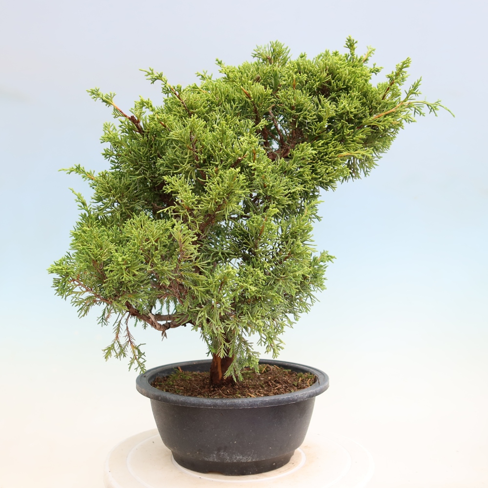Bonsai ogrodowe – Juniperus chinensis Itoigawa – jałowiec chiński
