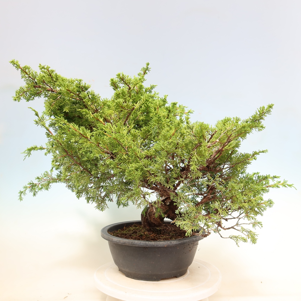 Bonsai ogrodowe – Juniperus chinensis Itoigawa – jałowiec chiński