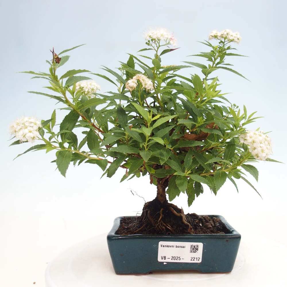 Outdoor bonsai - Spirea japonica GENPSI