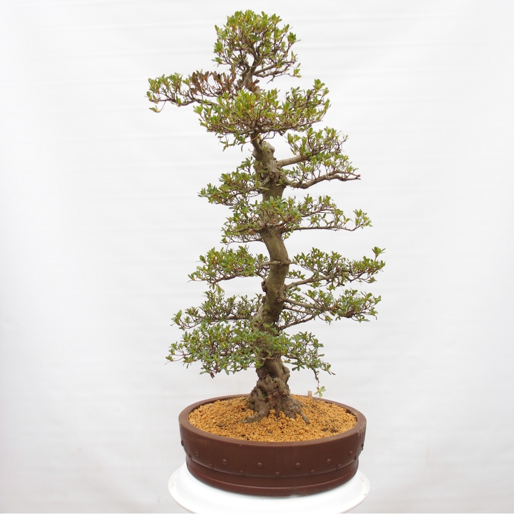 Bonsai zewnętrzne - Azalia japońska - Azalia Ai-no-Tsuki