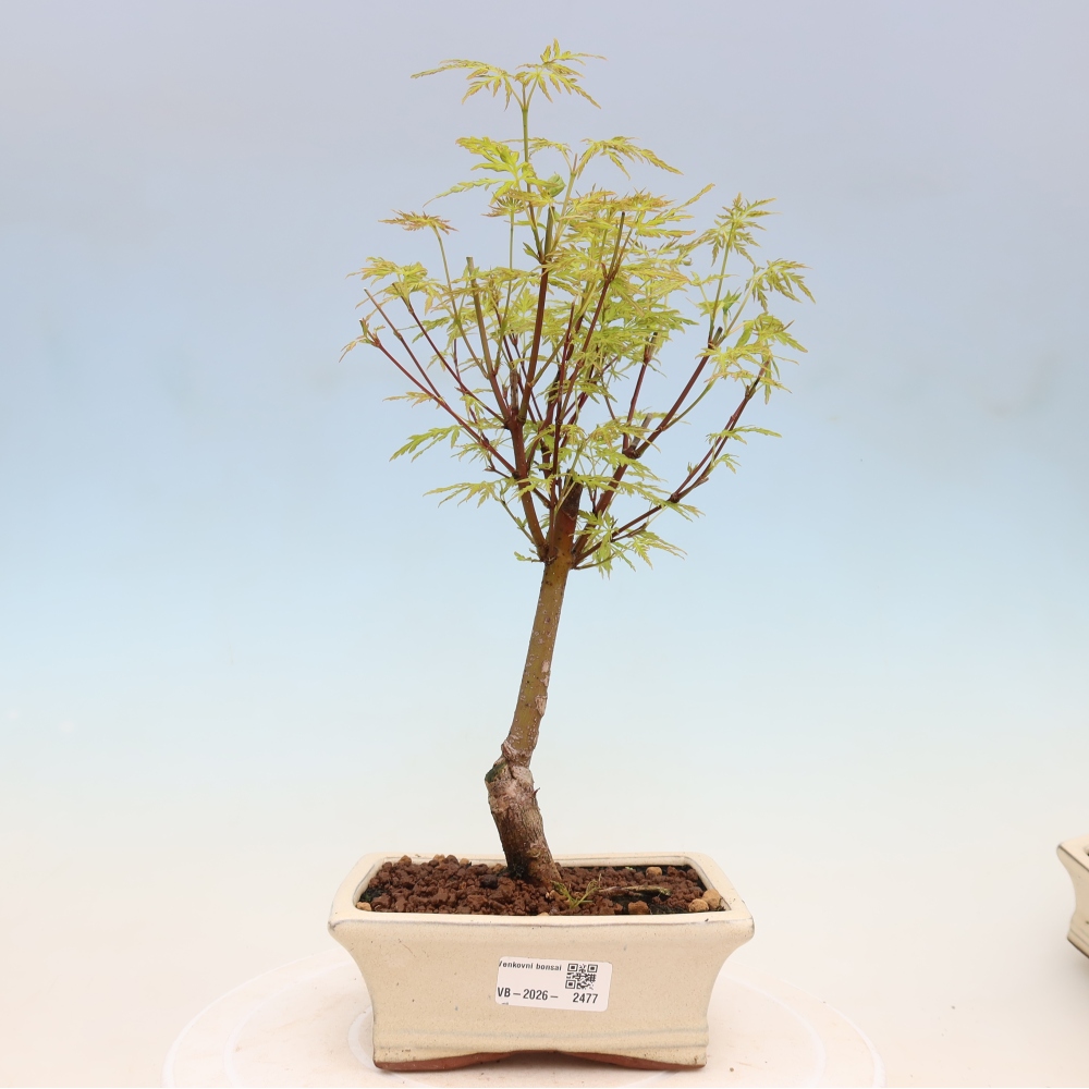 Bonsai ogrodowe – Acer palmatum Dissectum – klon palmowy 