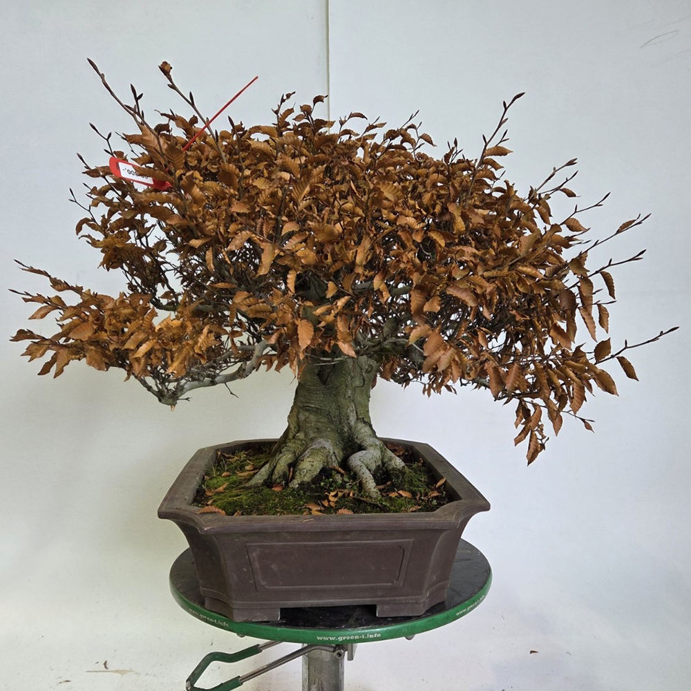 Outdoor bonsai -Fagus crenata