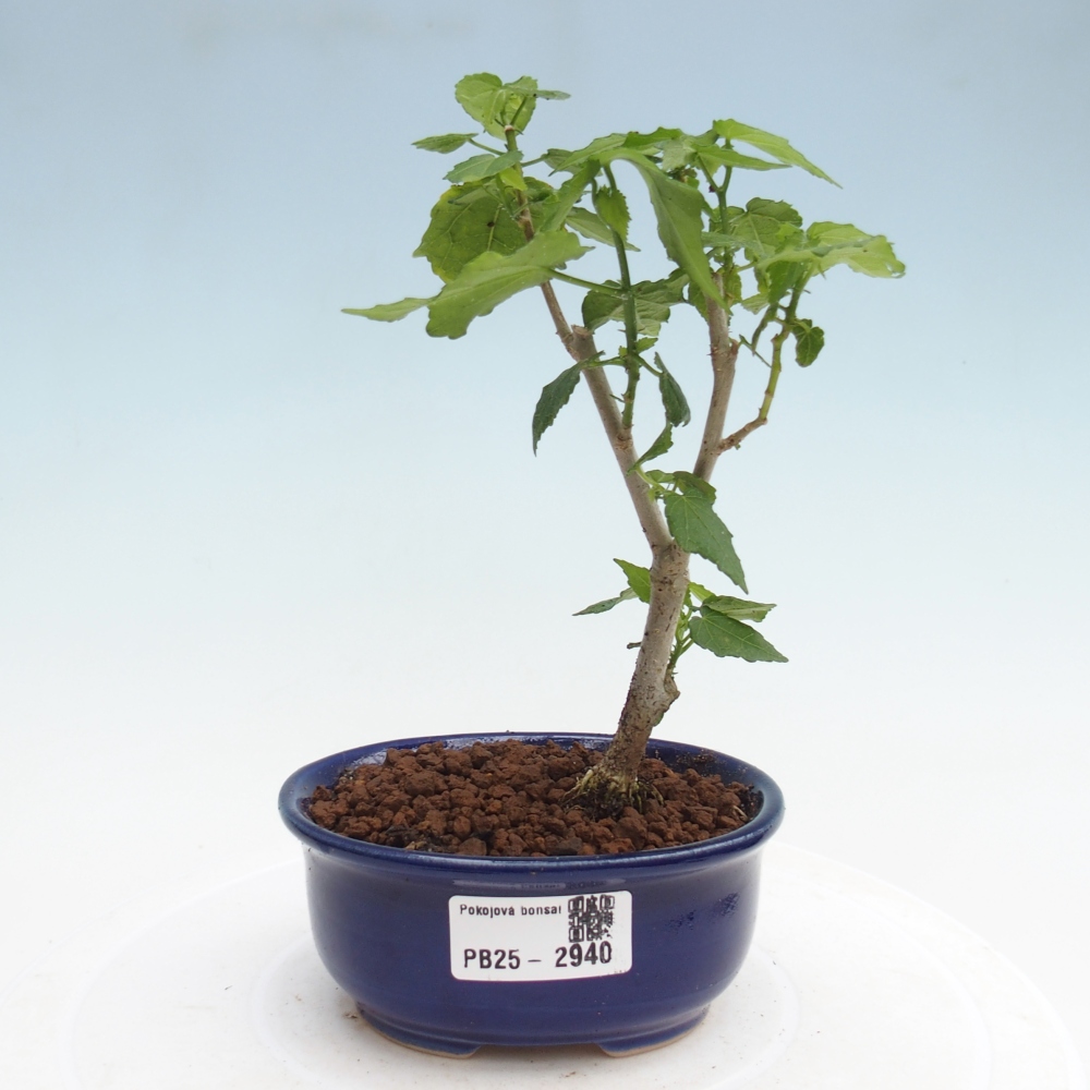 Kryte bonsai - Malvaviscus arboreus - hibiskus drzewny