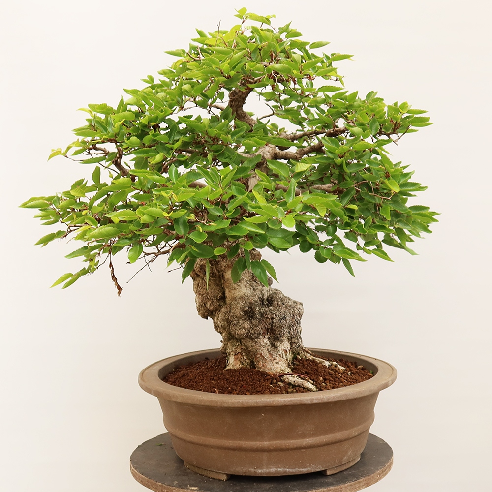 Bonsai plenerowe - Carpinus Coreana - grab koreański