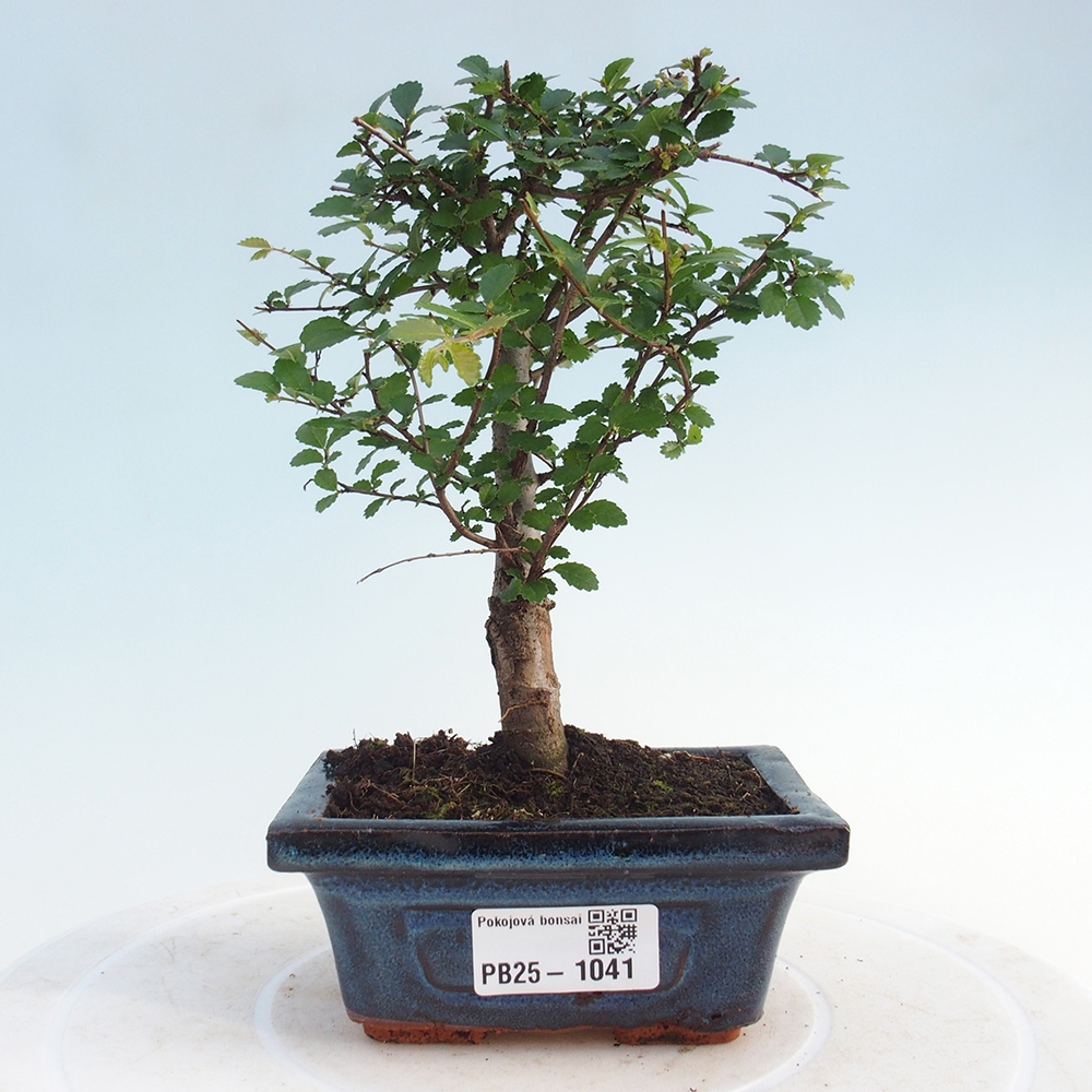 Bonsai wewnętrzne - Ulmus parvifolia - Wiąz drobnolistny